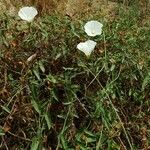 Calystegia macrostegia Tervik taim