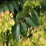 Ailanthus altissima Frukto