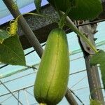 Luffa cylindrica Fruit