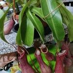 Nepenthes spp. Leaf