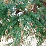 Cryptomeria japonica 葉