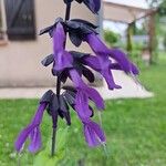 Salvia guaraniticaFlower