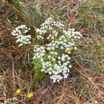 Ageratina jucunda Kvet