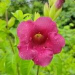 Allamanda blanchetiiFlower