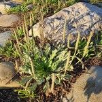 Plantago weldenii Habit