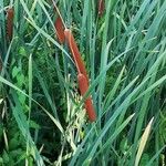 Typha angustifolia 葉