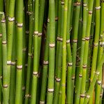 Equisetum hyemale Leaf