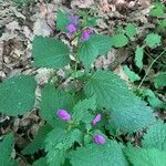 Lamium maculatumFlower