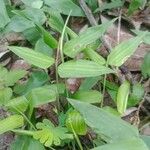 Lithachne pauciflora Leaf