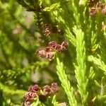 Erica comorensis Flor