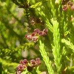 Erica comorensis Flower