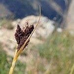 Carex parviflora Frukt