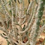 Tephrocactus verschaffeltii Blatt