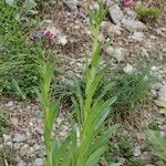 Cynoglossum montanum Natur