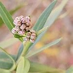 Baccharis salicifolia Blüte