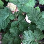 Rubus idaeus葉