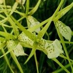 Brassia verrucosa Кветка