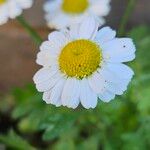 Tanacetum parthenium Flower