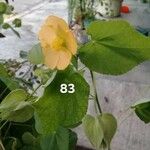 Abutilon grandifolium Õis