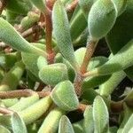 Crassula rogersii Hoja