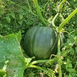 Cucurbita maxima Frucht