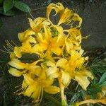 Lycoris aurea Kukka