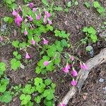 Oxalis articulataFlower