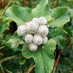 Arctium tomentosum Fiore