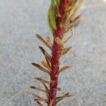 Euphorbia paralias Bark