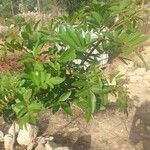 Schinus terebinthifolia Leaf