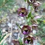 Epipactis helleborine Kvet