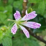 Geranium versicolor 花