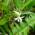 Jumellea exilis Flower