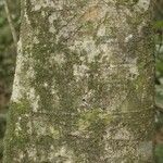 Licania densiflora Bark