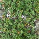 Erodium cicutarium Leaf