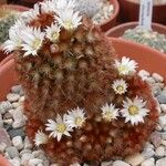 Mammillaria carmenae Flor
