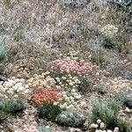 Eriogonum ovalifolium Pokrój