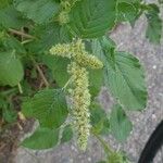 Amaranthus retroflexus Blatt