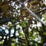 Angraecum tenellum Leaf