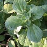 Coleus neochilus Leaf