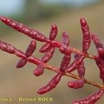 Salicornia procumbens Sonstige