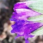 Geranium pyrenaicum Λουλούδι