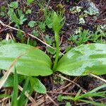 Platanthera bifolia ഇല