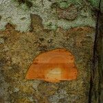 Julbernardia seretii Corteza