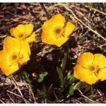 Ranunculus eschscholtzii Habit