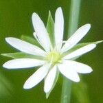Stellaria graminea Λουλούδι