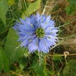 Nigella sativa ফুল