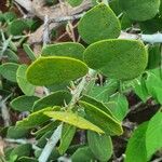 Capparis cartilaginea Leaf