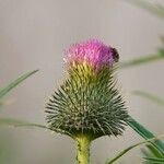 Cirsium vulgare Листок