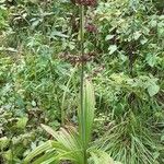Veratrum nigrum 葉